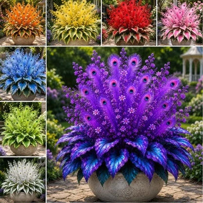 🦚 Rare Peacock Flame Hosta Seeds🌸Brilliant Orange Plumes & Collector's Garden Beauty-