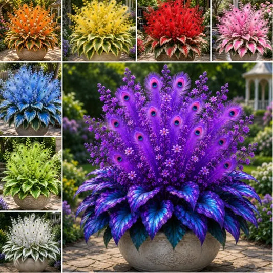 🦚 Rare Peacock Flame Hosta Seeds🌸Brilliant Orange Plumes & Collector's Garden Beauty-